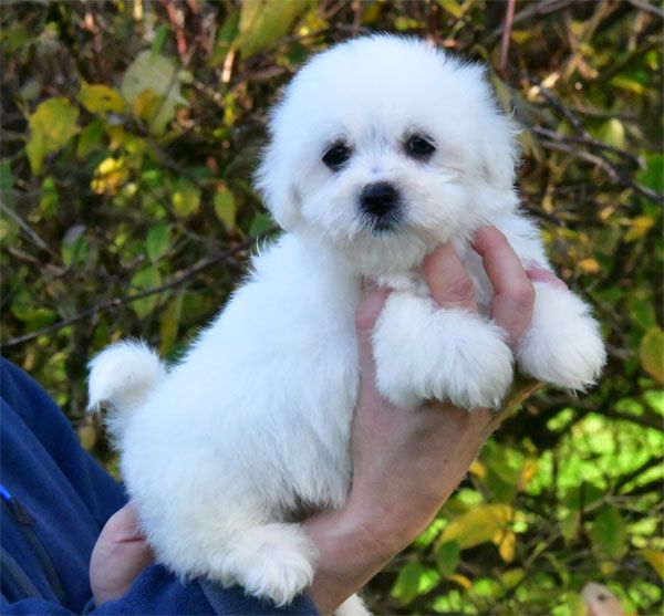 chiot Coton de Tulear de dame nature