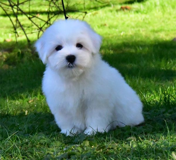 de dame nature - Chiot disponible  - Coton de Tulear