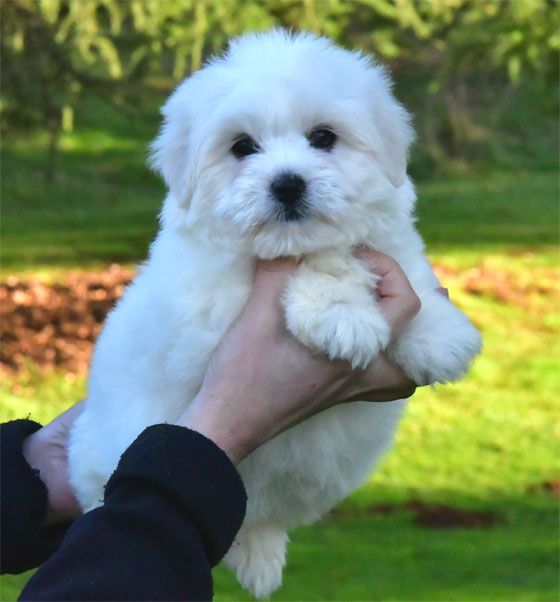 chiot Coton de Tulear de dame nature