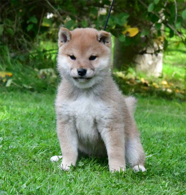 chiot Shiba de dame nature