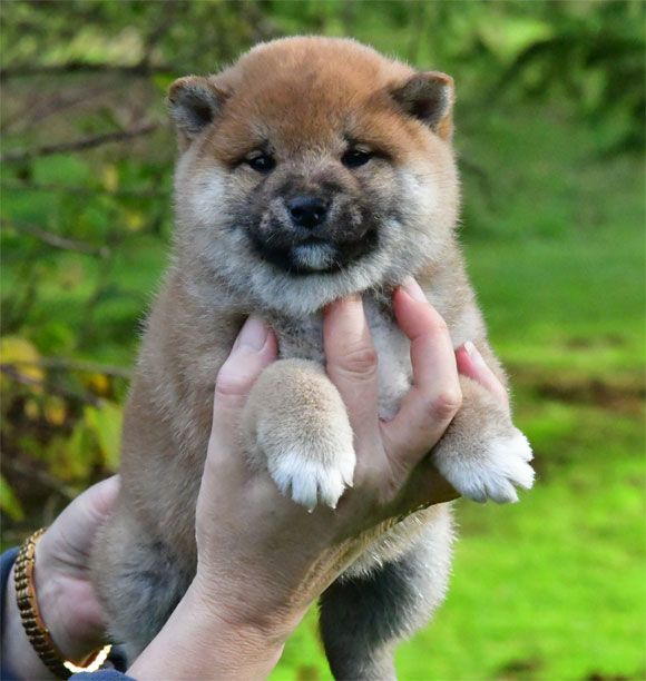 de dame nature - Chiot disponible  - Shiba