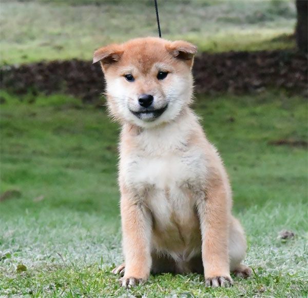 de dame nature - Chiot disponible  - Shiba