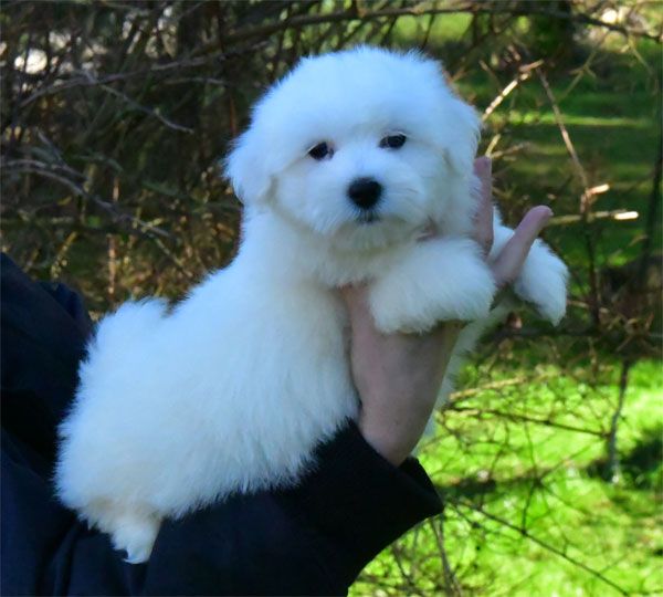 de dame nature - Chiot disponible  - Coton de Tulear