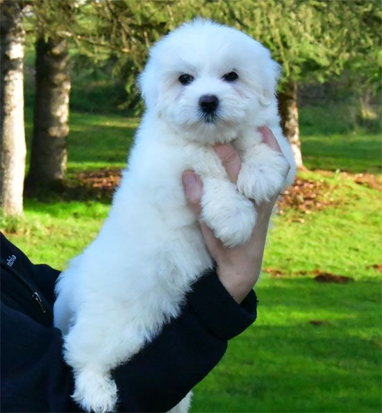 de dame nature - Chiot disponible  - Coton de Tulear