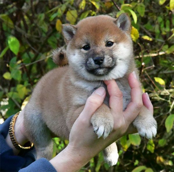 de dame nature - Chiot disponible  - Shiba