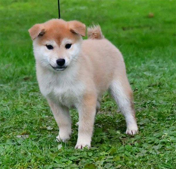 de dame nature - Chiot disponible  - Shiba