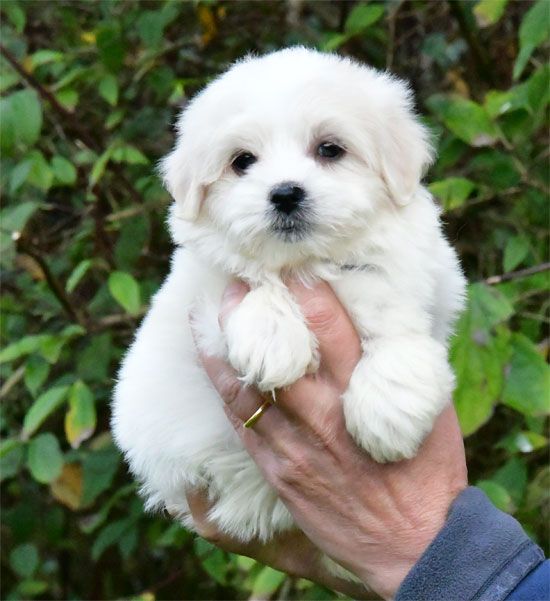 de dame nature - Chiot disponible  - Coton de Tulear