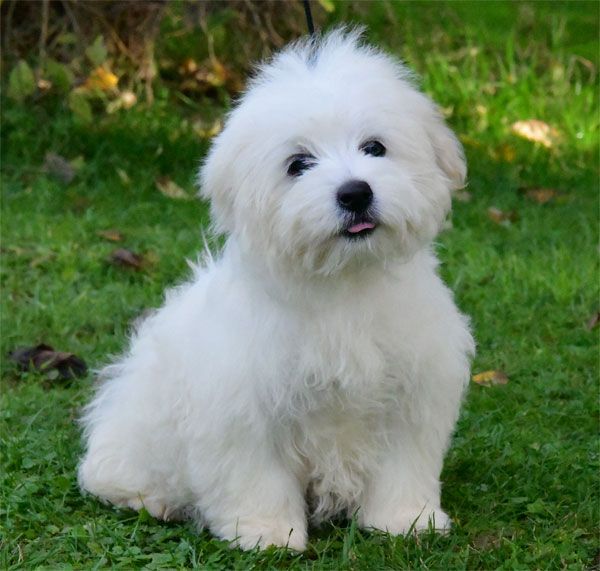 chiot Coton de Tulear de dame nature