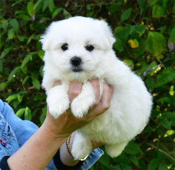 de dame nature - Chiot disponible  - Coton de Tulear