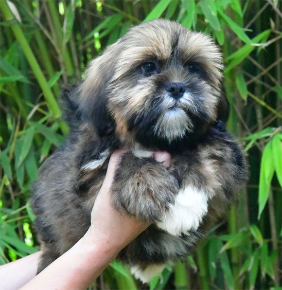 de dame nature - Chiot disponible  - Lhassa Apso