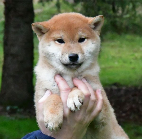 de dame nature - Chiot disponible  - Shiba