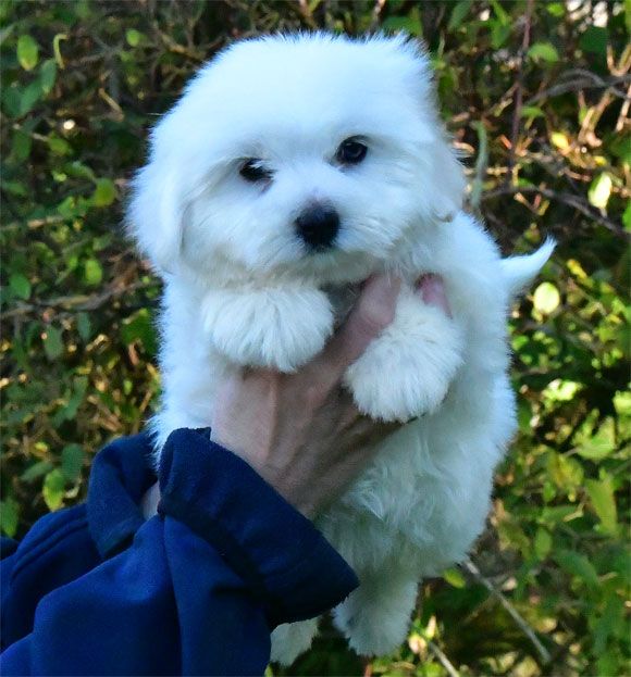 de dame nature - Chiot disponible  - Coton de Tulear