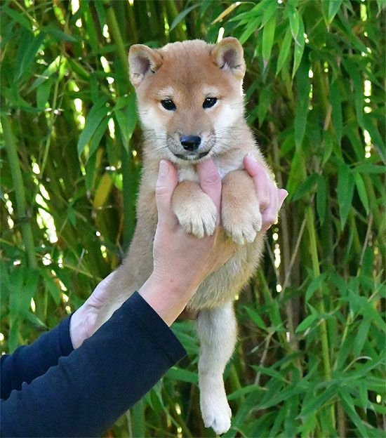 de dame nature - Chiot disponible  - Shiba