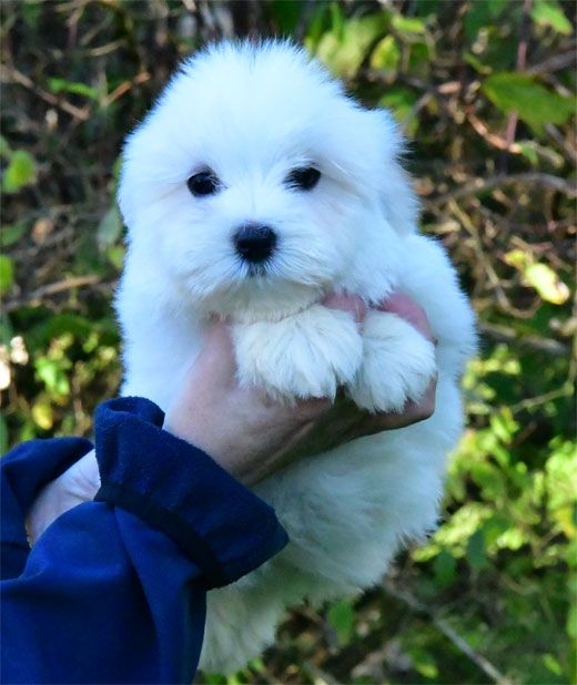 de dame nature - Chiot disponible  - Coton de Tulear