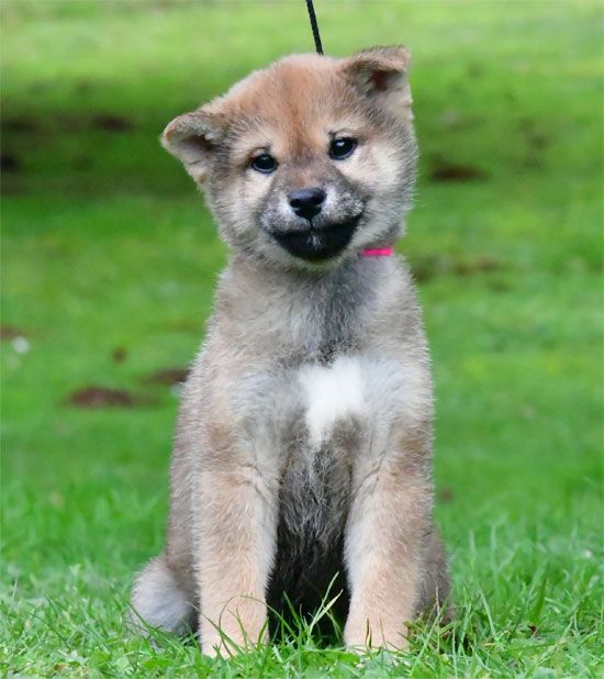 de dame nature - Chiot disponible  - Shiba