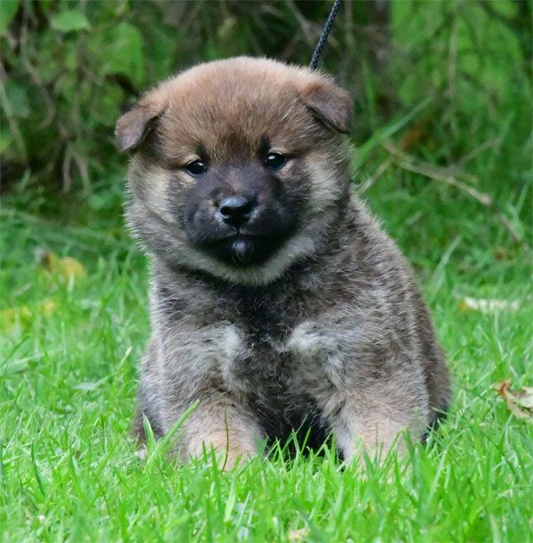 chiot Shiba de dame nature