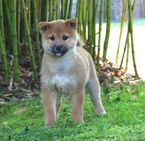 chiot Shiba de dame nature