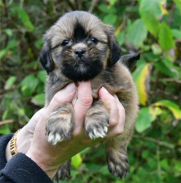 de dame nature - Chiot disponible  - Lhassa Apso