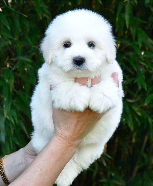 de dame nature - Chiot disponible  - Coton de Tulear