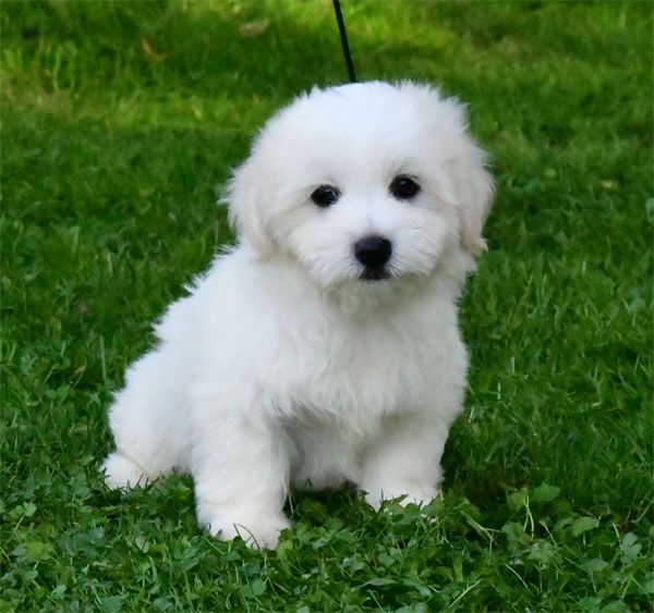 de dame nature - Chiot disponible  - Coton de Tulear