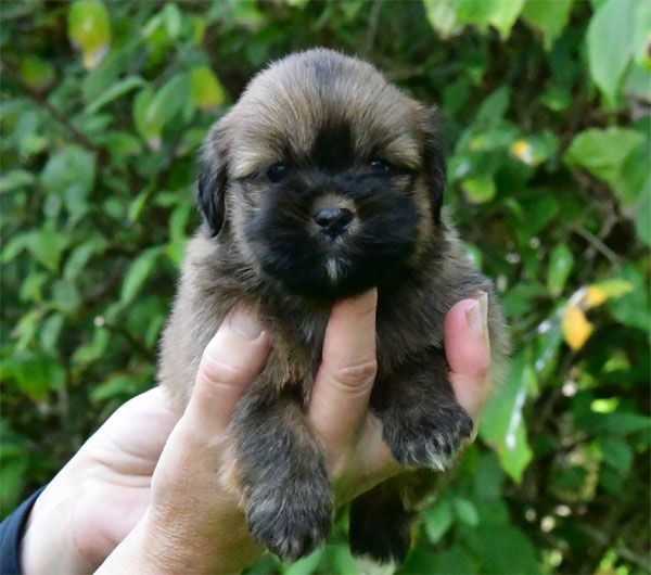 de dame nature - Chiot disponible  - Lhassa Apso