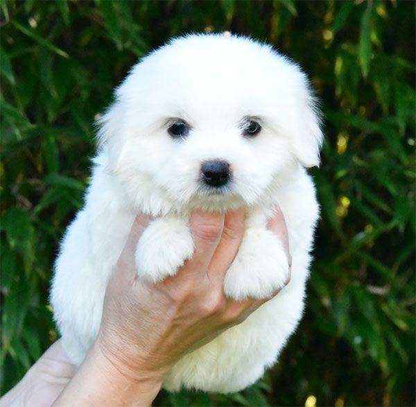 de dame nature - Chiot disponible  - Coton de Tulear