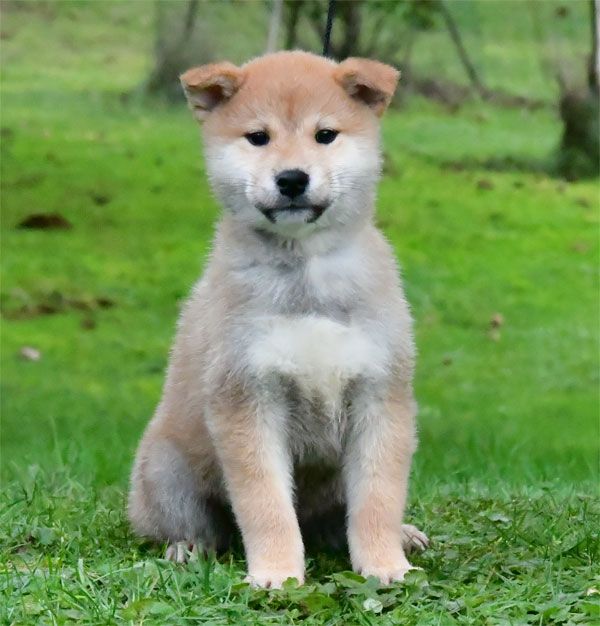 de dame nature - Chiot disponible  - Shiba