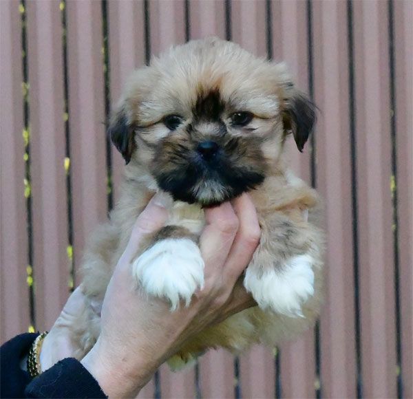 chiot Lhassa Apso de dame nature