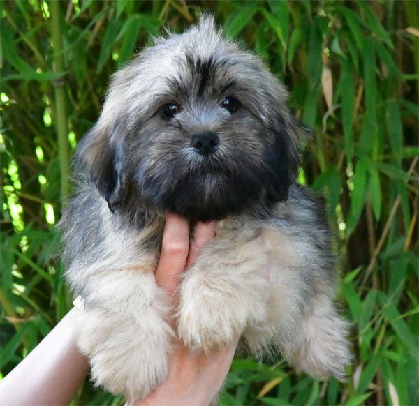 de dame nature - Chiot disponible  - Lhassa Apso