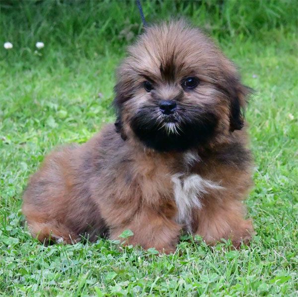 chiot Lhassa Apso de dame nature