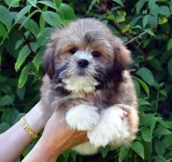 de dame nature - Chiot disponible  - Lhassa Apso