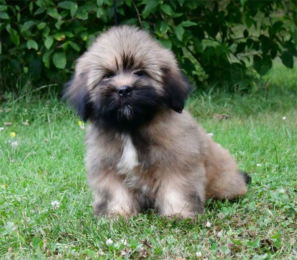 de dame nature - Chiot disponible  - Lhassa Apso