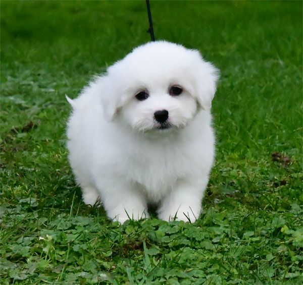 chiot Coton de Tulear de dame nature