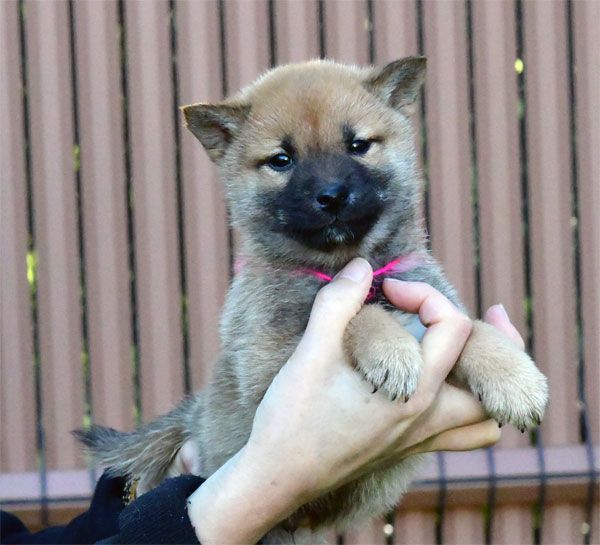 de dame nature - Chiot disponible  - Shiba