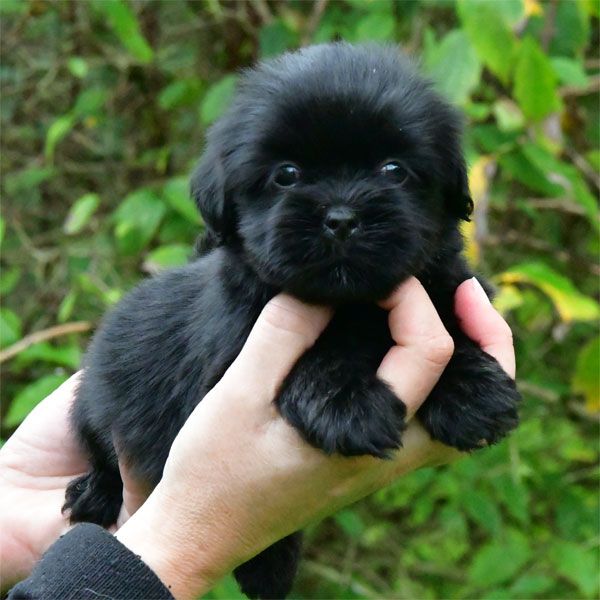 chiot Lhassa Apso de dame nature