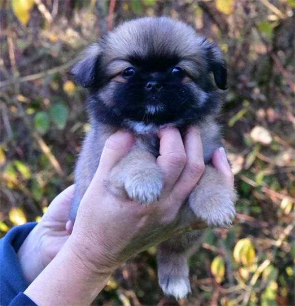 de dame nature - Chiot disponible  - Epagneul tibetain