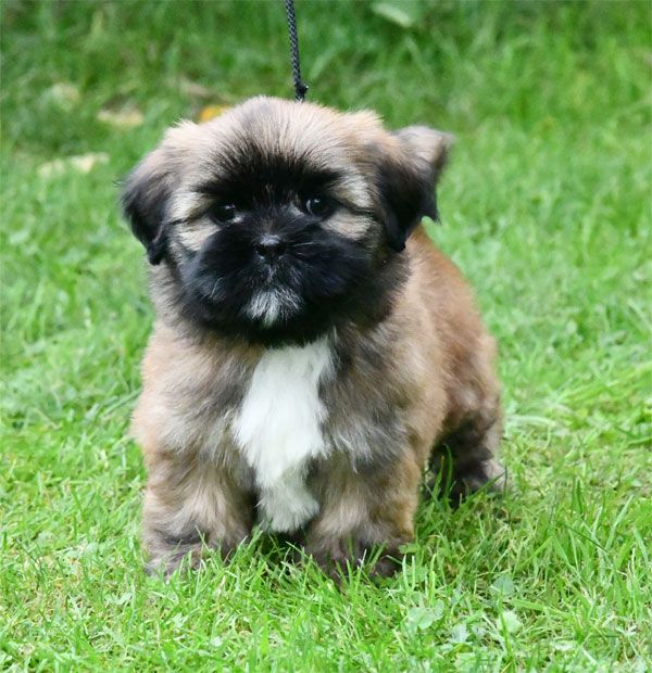 chiot Lhassa Apso de dame nature