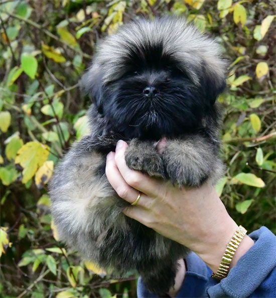 de dame nature - Chiot disponible  - Lhassa Apso