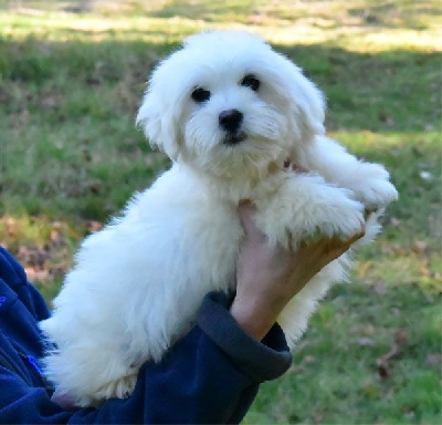 de dame nature - Coton de Tulear - Portée née le 24/09/2024