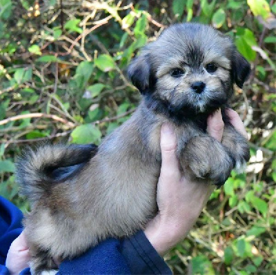 de dame nature - Lhassa Apso - Portée née le 20/09/2024