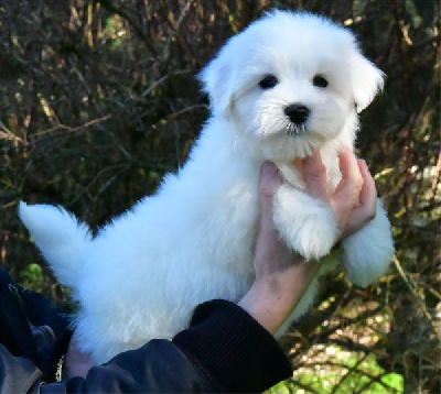 de dame nature - Coton de Tulear - Portée née le 07/11/2024