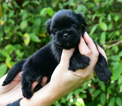 de dame nature - Lhassa Apso - Portée née le 09/09/2024