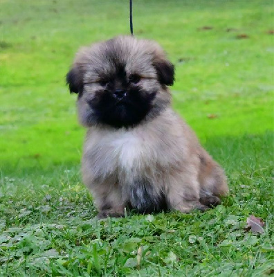 de dame nature - Lhassa Apso - Portée née le 29/10/2024