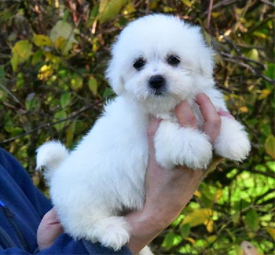 de dame nature - Coton de Tulear - Portée née le 07/10/2024