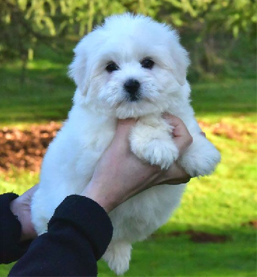 de dame nature - Coton de Tulear - Portée née le 02/11/2024