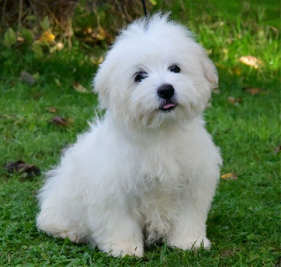 de dame nature - Coton de Tulear - Portée née le 25/08/2024