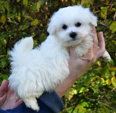 de dame nature - Coton de Tulear - Portée née le 07/10/2024