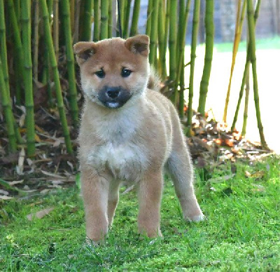 de dame nature - Shiba - Portée née le 25/08/2024