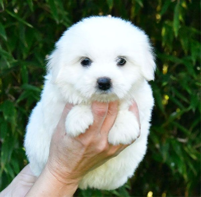 de dame nature - Coton de Tulear - Portée née le 13/09/2024