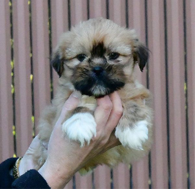 de dame nature - Lhassa Apso - Portée née le 20/10/2024